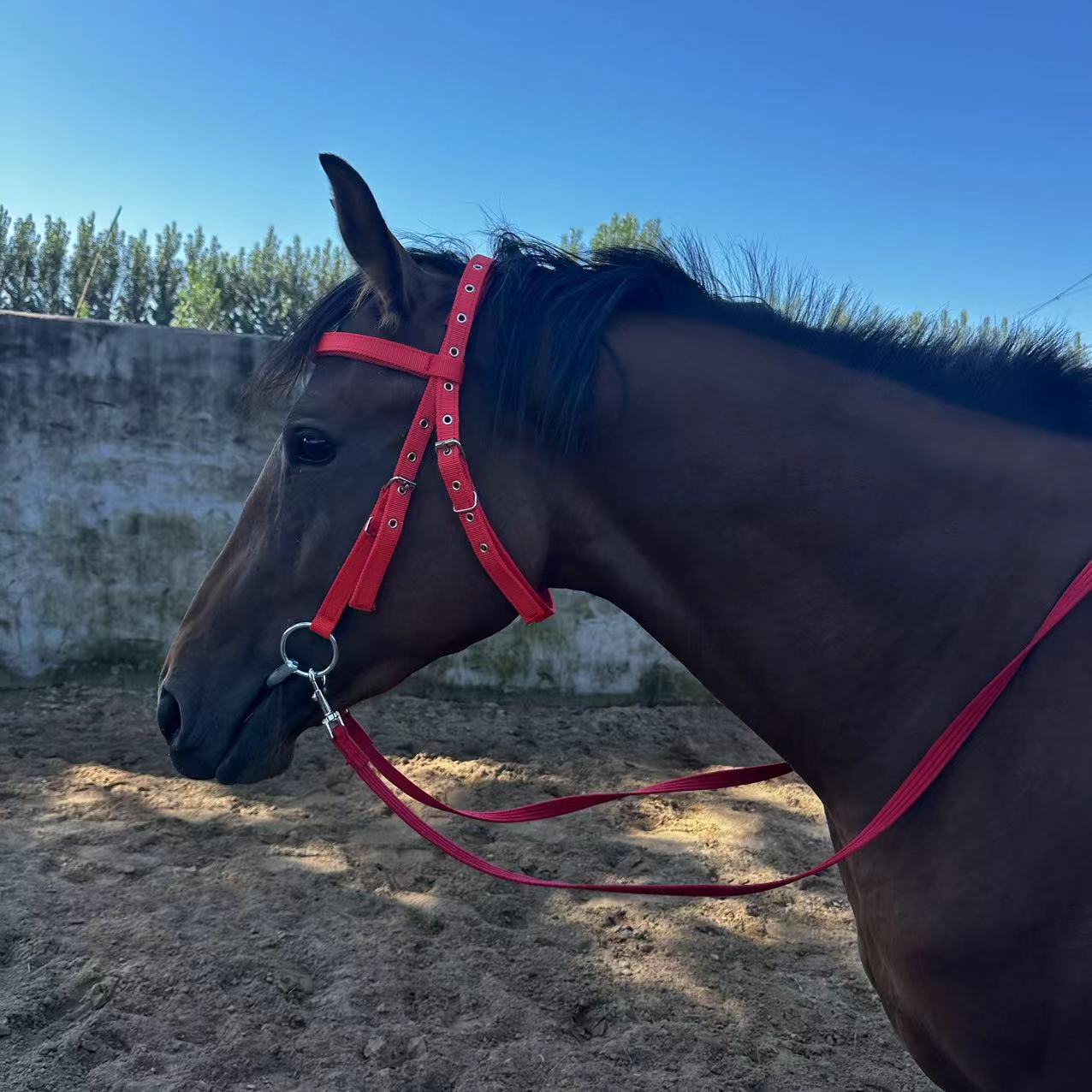 Horse Halter Rope Riding Hose Bridle Fiber, Halster Touw – Sterk Nylon – Paard – Rood