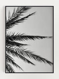 Palm Tree Poster